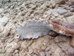 Harlequin Sea Cucumber (8